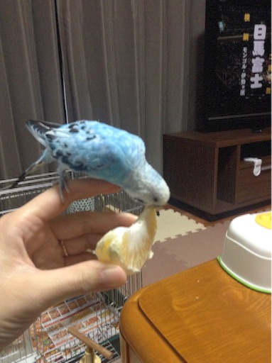 f:id:vannie:20160114215536j:image f:id:vannie:20160114215536j:image