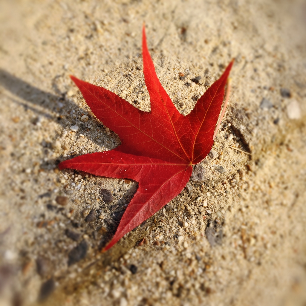 f:id:vejeboo:20151030175853j:plain f:id:vejeboo:20151030175853j:plain