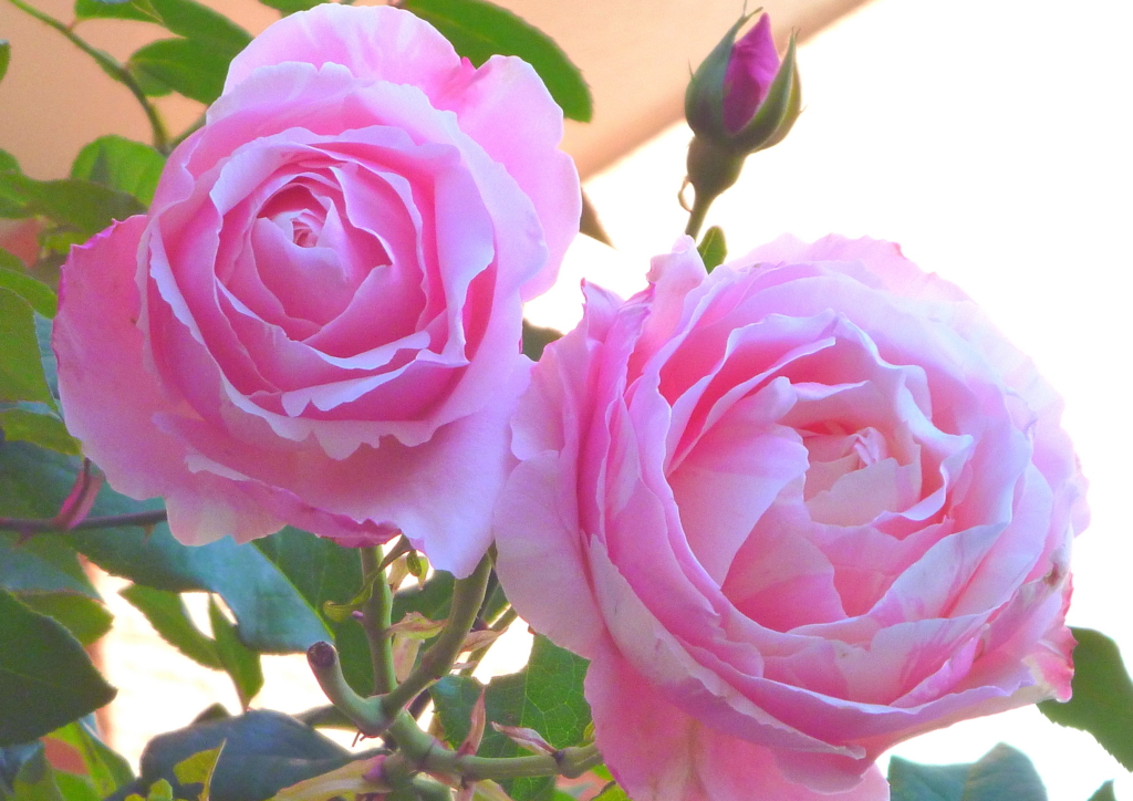 f:id:verandarosegarden:20151207102130j:plain