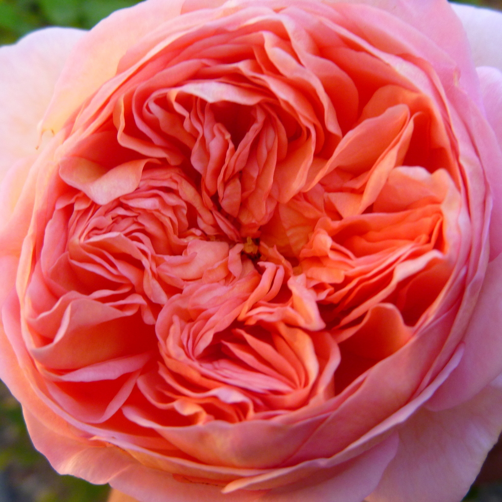 f:id:verandarosegarden:20151216180213j:plain