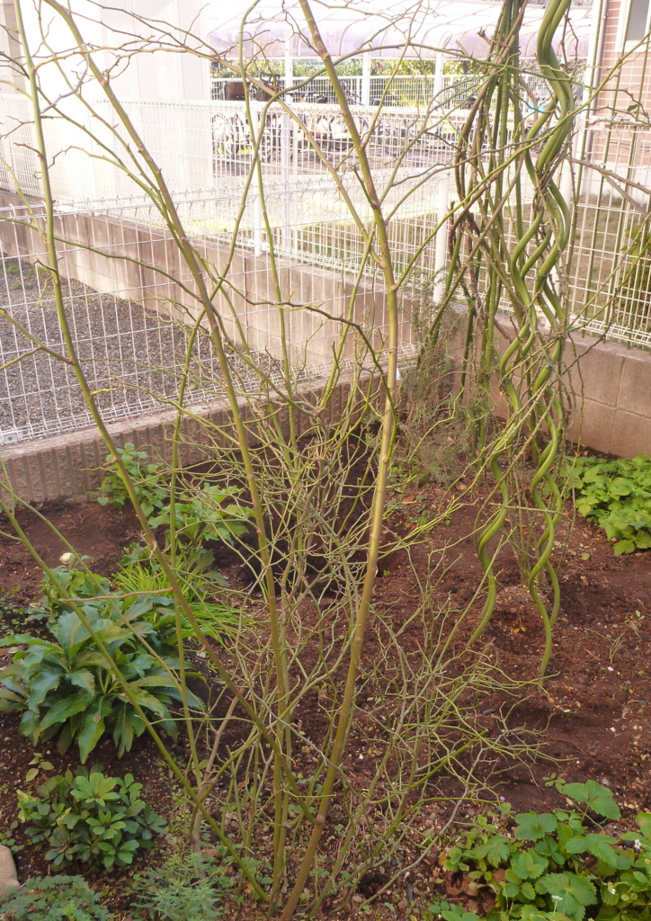 f:id:verandarosegarden:20151222201627j:plain