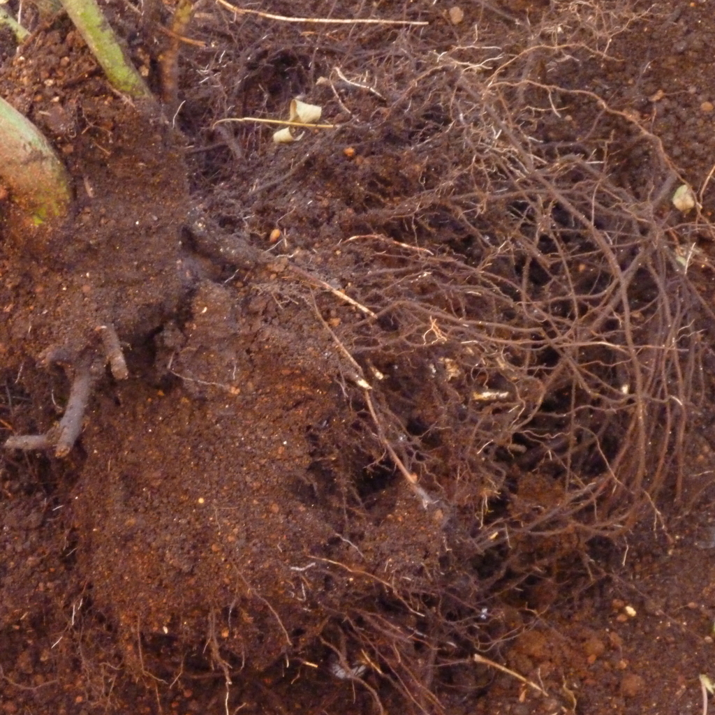 f:id:verandarosegarden:20151222201906j:plain