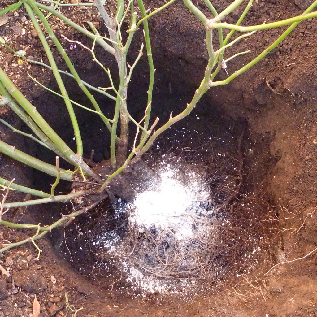 f:id:verandarosegarden:20151222201948j:plain