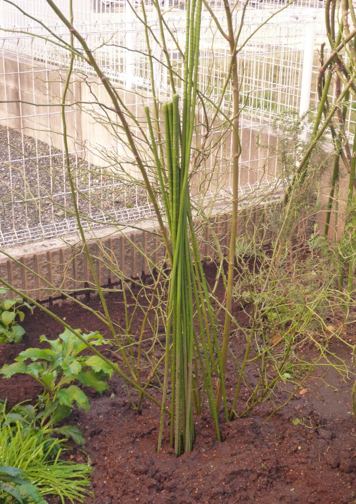 f:id:verandarosegarden:20151222202018j:plain