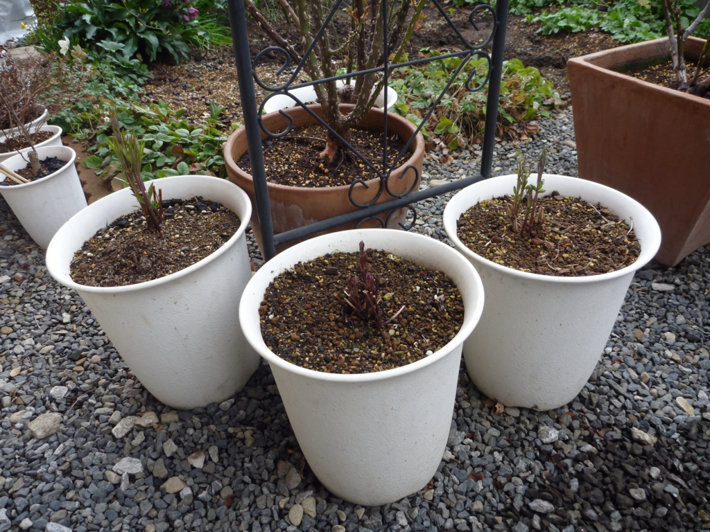 f:id:verandarosegarden:20160312095101j:plain f:id:verandarosegarden:20160312095101j:plain