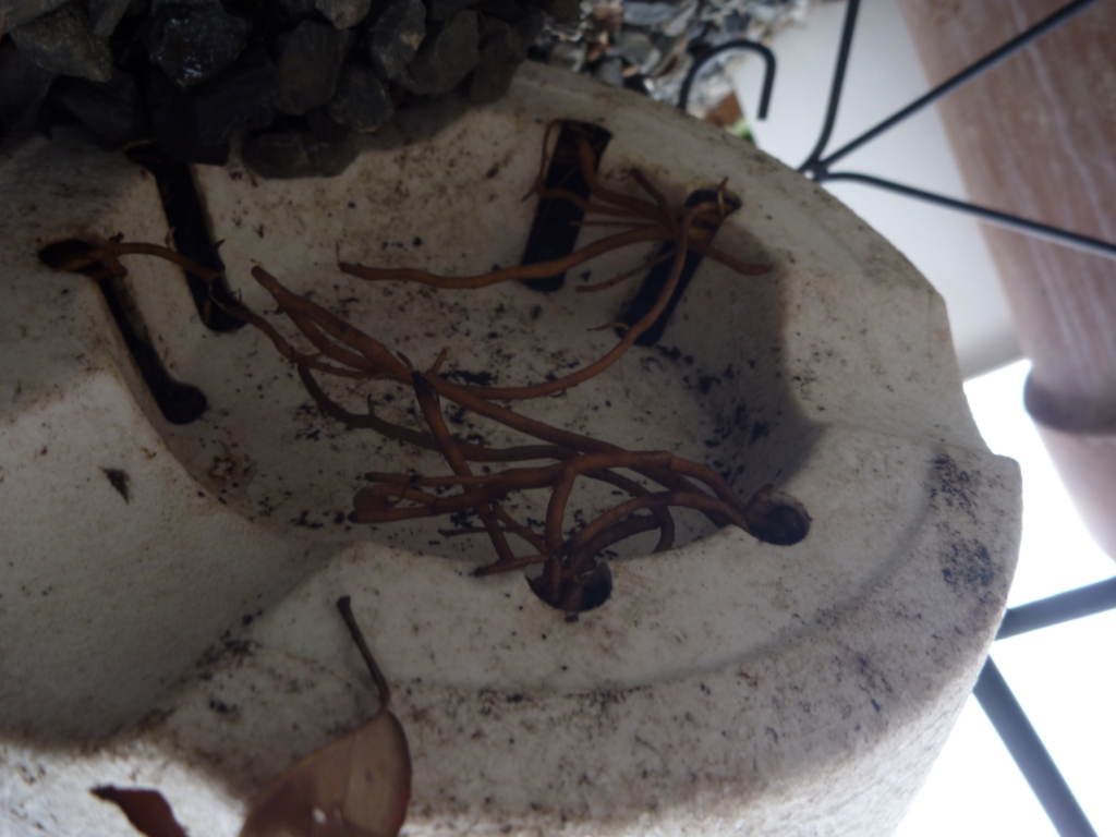 f:id:verandarosegarden:20160312095446j:plain f:id:verandarosegarden:20160312095446j:plain