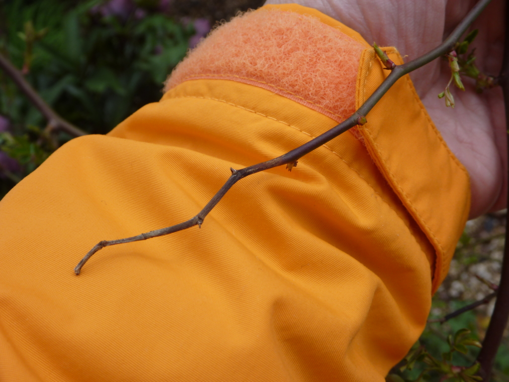 f:id:verandarosegarden:20160317075338j:plain f:id:verandarosegarden:20160317075338j:plain