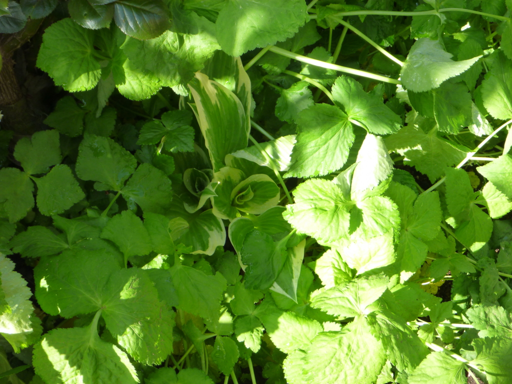 f:id:verandarosegarden:20160415081309j:plain