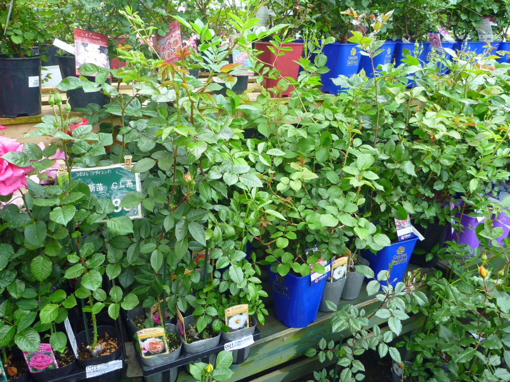 f:id:verandarosegarden:20160427160215j:plain