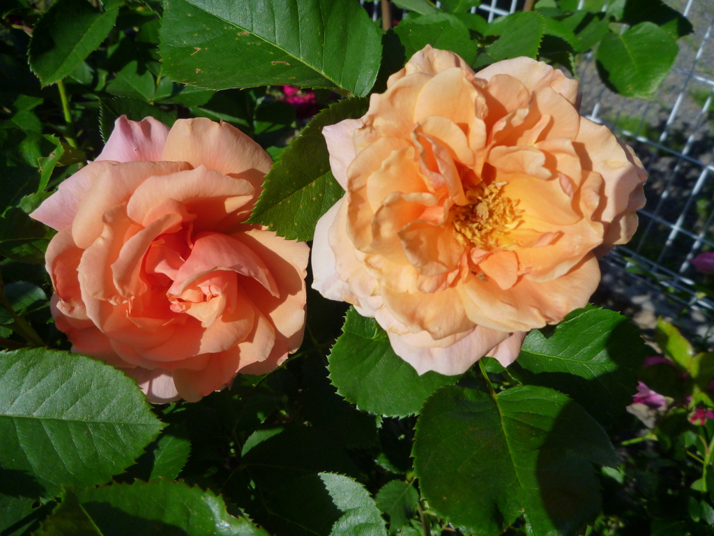 f:id:verandarosegarden:20160510073358j:plain f:id:verandarosegarden:20160510073358j:plain