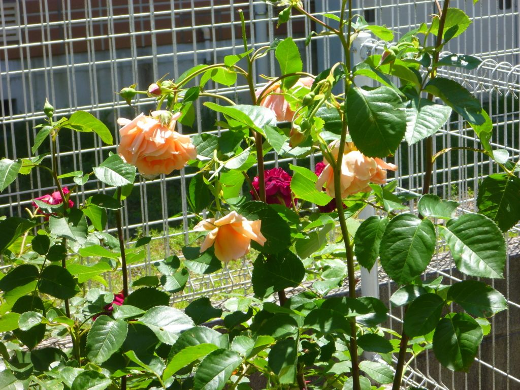 f:id:verandarosegarden:20160512133459j:plain f:id:verandarosegarden:20160512133459j:plain