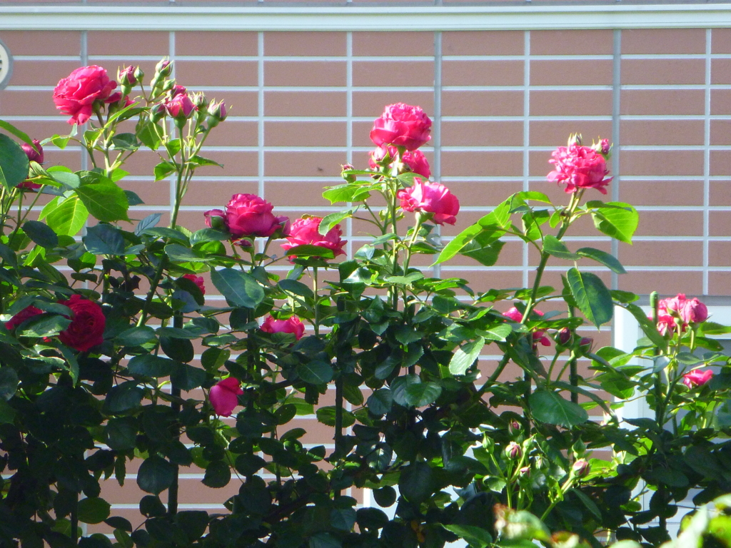 f:id:verandarosegarden:20160513081609j:plain