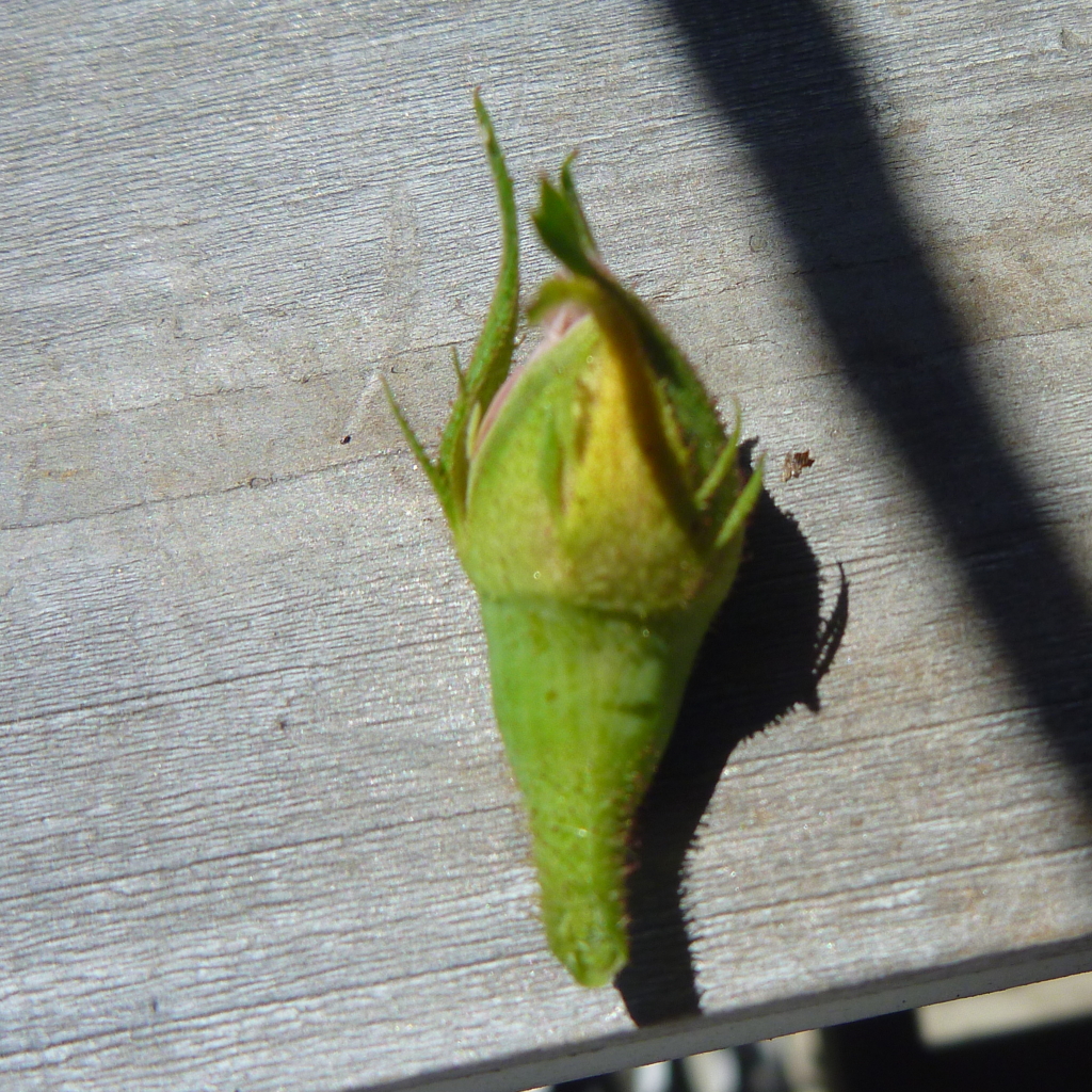 f:id:verandarosegarden:20160513141408j:plain