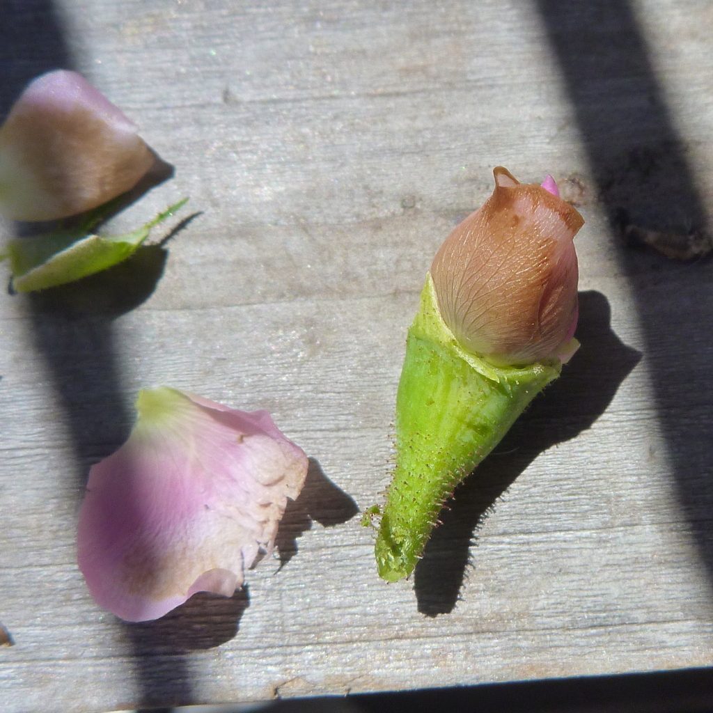 f:id:verandarosegarden:20160513141524j:plain f:id:verandarosegarden:20160513141524j:plain