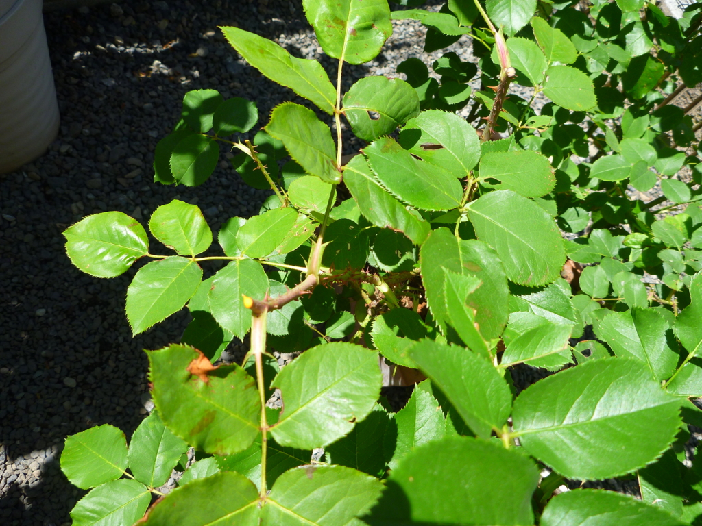 f:id:verandarosegarden:20160518104451j:plain