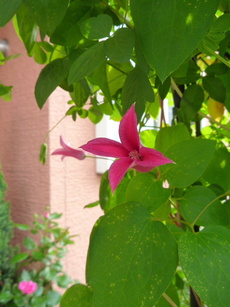 f:id:verandarosegarden:20160520074300j:plain f:id:verandarosegarden:20160520074300j:plain