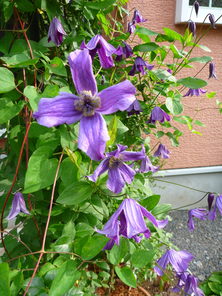 f:id:verandarosegarden:20160520074357j:plain