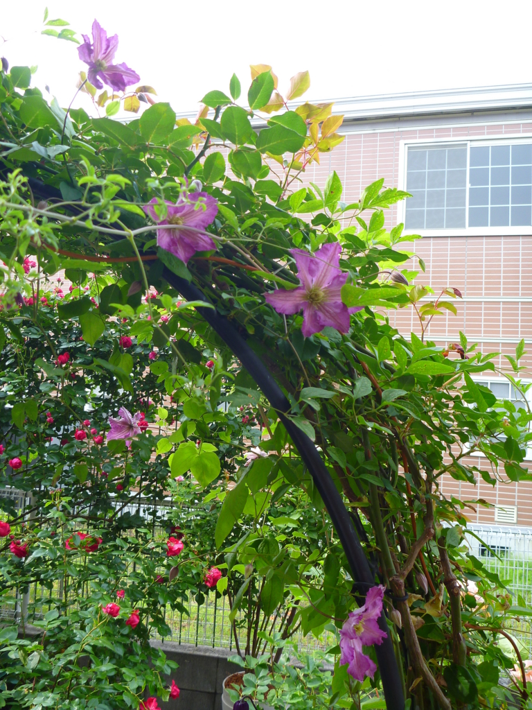 f:id:verandarosegarden:20160520074553j:plain