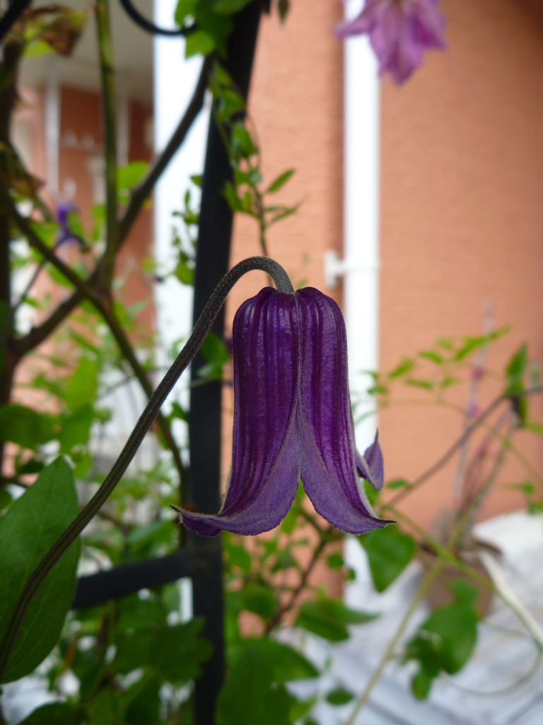 f:id:verandarosegarden:20160520074646j:plain f:id:verandarosegarden:20160520074646j:plain