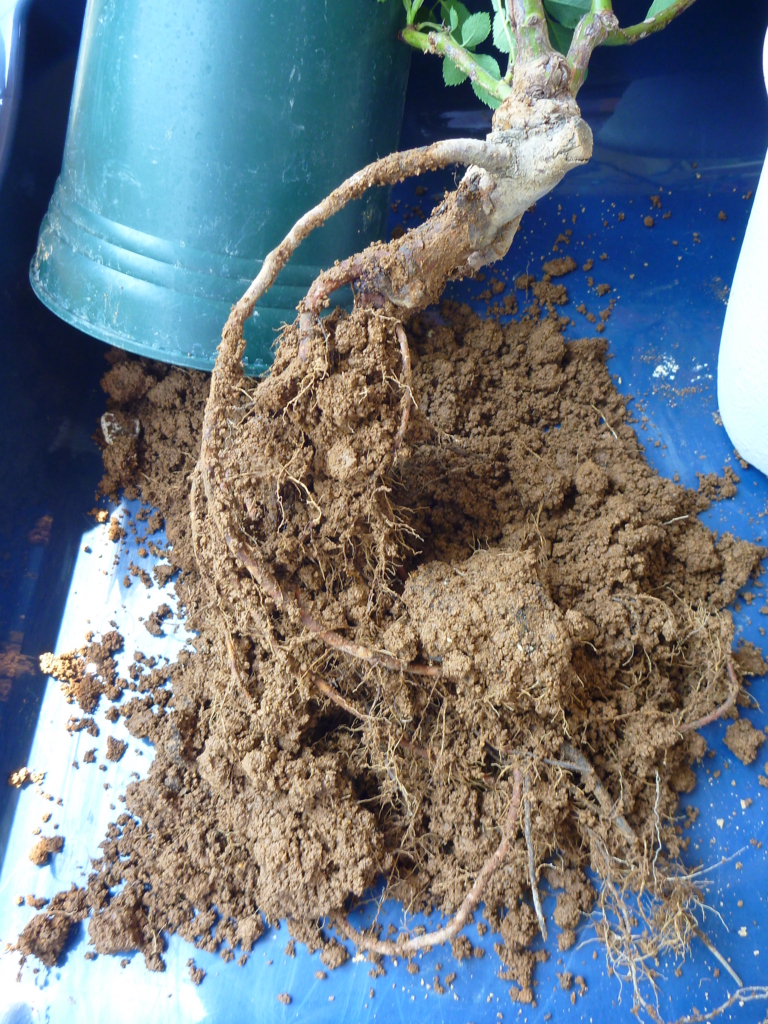 f:id:verandarosegarden:20160524070345j:plain f:id:verandarosegarden:20160524070345j:plain