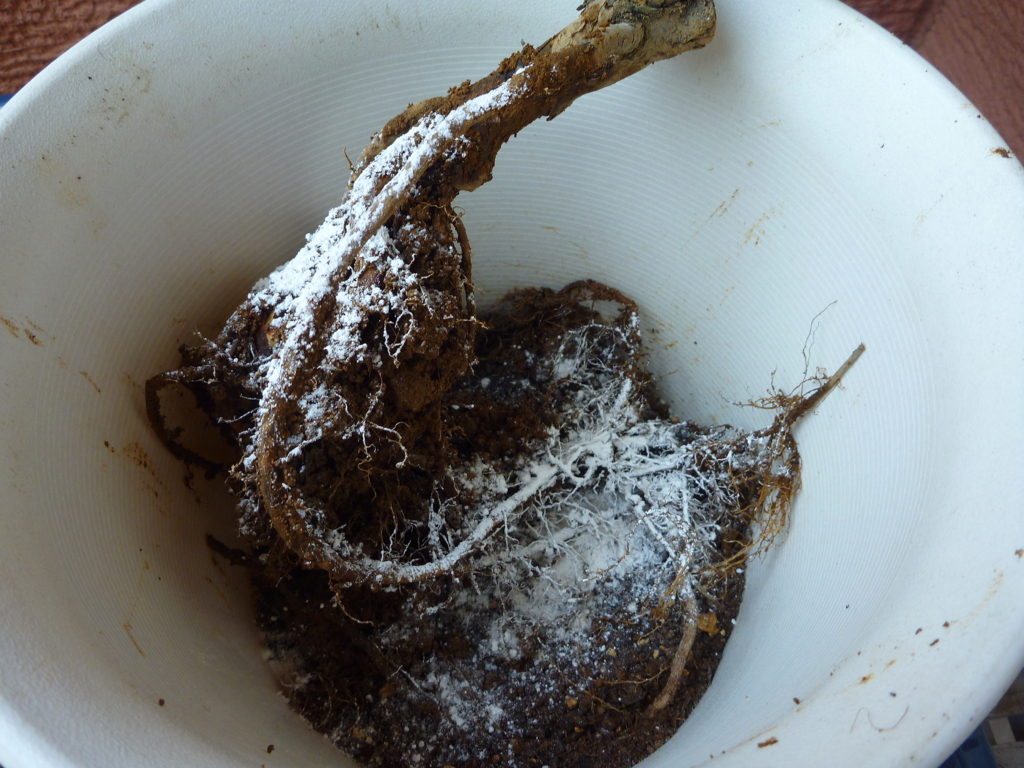 f:id:verandarosegarden:20160524070910j:plain f:id:verandarosegarden:20160524070910j:plain