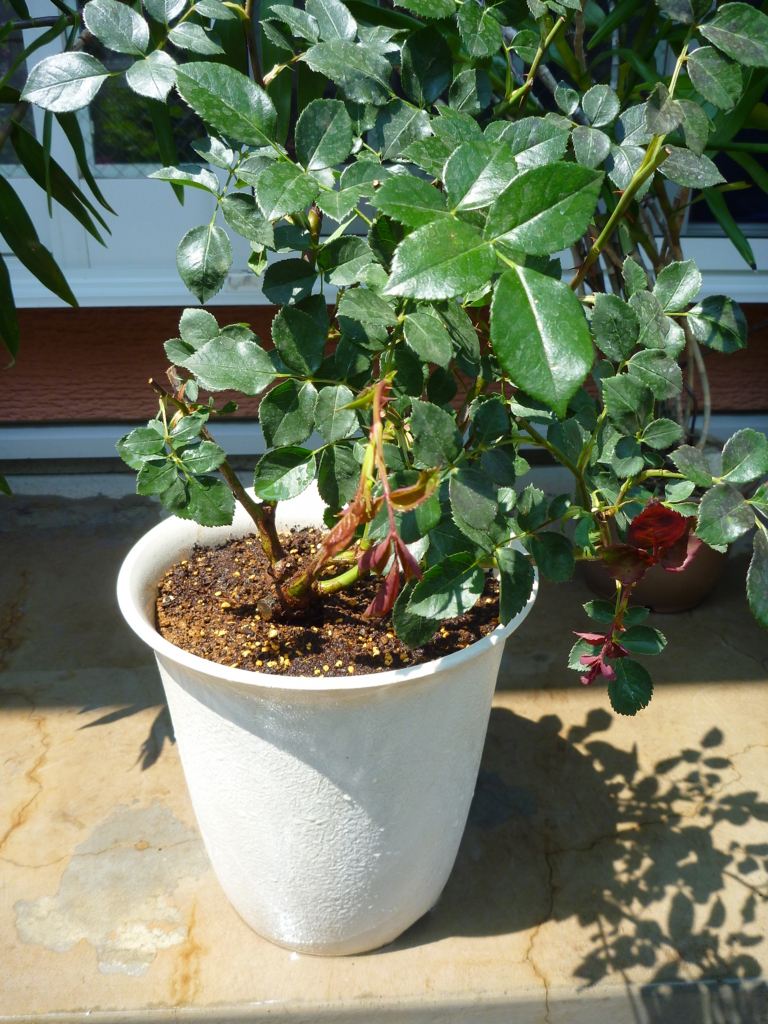 f:id:verandarosegarden:20160524071026j:plain f:id:verandarosegarden:20160524071026j:plain