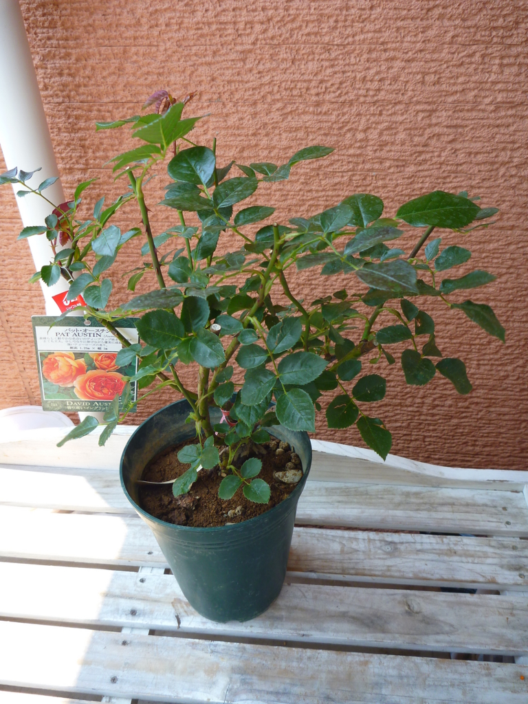 f:id:verandarosegarden:20160524071141j:plain f:id:verandarosegarden:20160524071141j:plain