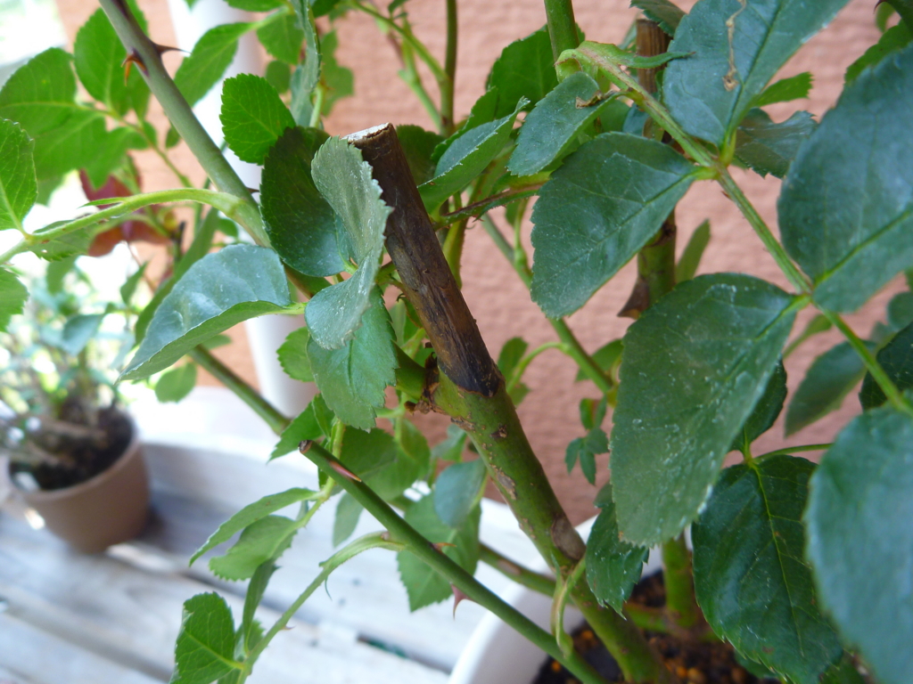 f:id:verandarosegarden:20160524071438j:plain f:id:verandarosegarden:20160524071438j:plain