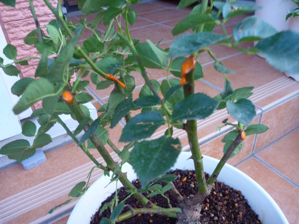 f:id:verandarosegarden:20160524072638j:plain f:id:verandarosegarden:20160524072638j:plain