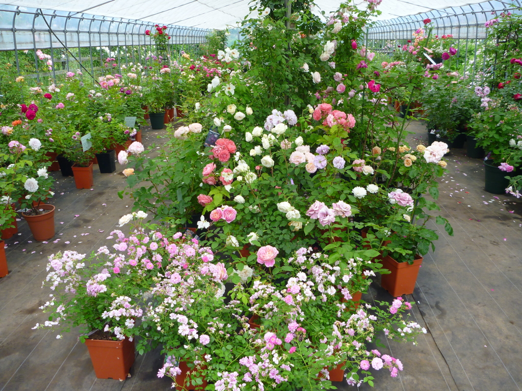 f:id:verandarosegarden:20160525131252j:plain