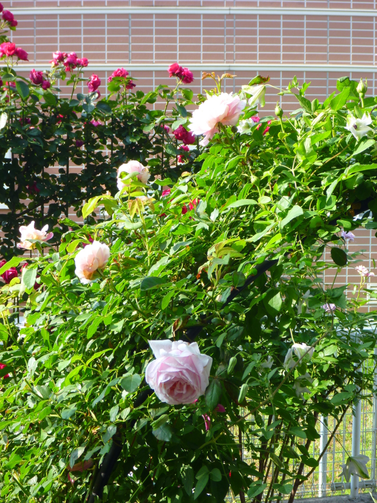 f:id:verandarosegarden:20160526074025j:plain f:id:verandarosegarden:20160526074025j:plain