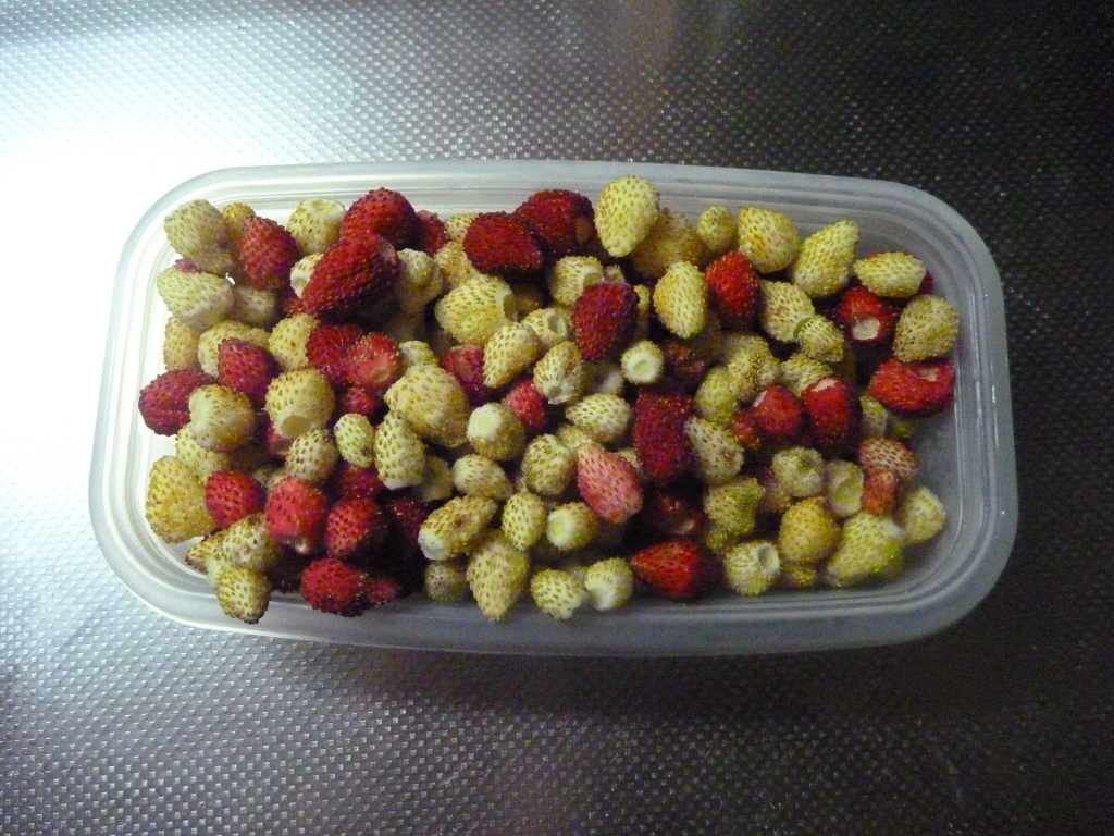 f:id:verandarosegarden:20160607145020j:plain