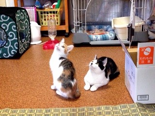 f:id:violet-cat:20140105211430j:plain f:id:violet-cat:20140105211430j:plain