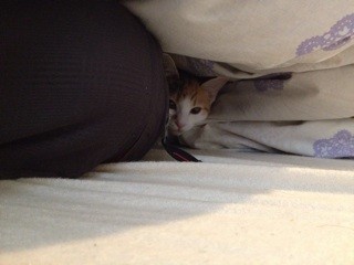 f:id:violet-cat:20140105211819j:plain f:id:violet-cat:20140105211819j:plain