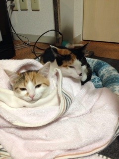 f:id:violet-cat:20140105212132j:plain f:id:violet-cat:20140105212132j:plain