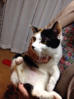 f:id:violet-cat:20140108083953j:plain f:id:violet-cat:20140108083953j:plain