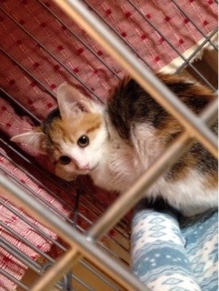 f:id:violet-cat:20140108084139j:plain f:id:violet-cat:20140108084139j:plain