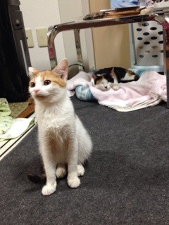 f:id:violet-cat:20140108182507j:plain f:id:violet-cat:20140108182507j:plain