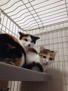 f:id:violet-cat:20140109230558j:plain f:id:violet-cat:20140109230558j:plain