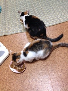 f:id:violet-cat:20140109232515j:plain f:id:violet-cat:20140109232515j:plain