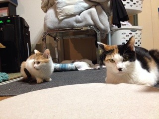 f:id:violet-cat:20140110221025j:plain f:id:violet-cat:20140110221025j:plain