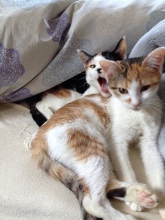 f:id:violet-cat:20140111151327j:plain f:id:violet-cat:20140111151327j:plain