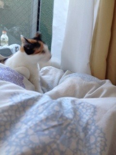 f:id:violet-cat:20140111153753j:plain f:id:violet-cat:20140111153753j:plain