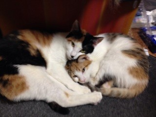 f:id:violet-cat:20140114000822j:plain f:id:violet-cat:20140114000822j:plain