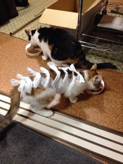 f:id:violet-cat:20140115211941j:plain f:id:violet-cat:20140115211941j:plain