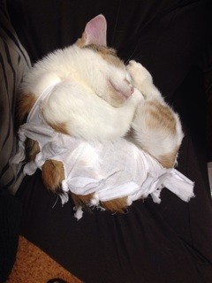 f:id:violet-cat:20140115212721j:plain f:id:violet-cat:20140115212721j:plain
