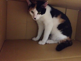 f:id:violet-cat:20140122082020j:plain f:id:violet-cat:20140122082020j:plain