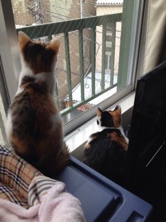 f:id:violet-cat:20140125211059j:plain f:id:violet-cat:20140125211059j:plain
