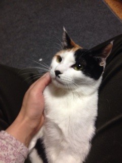 f:id:violet-cat:20140202172543j:plain f:id:violet-cat:20140202172543j:plain