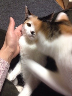 f:id:violet-cat:20140202172619j:plain f:id:violet-cat:20140202172619j:plain
